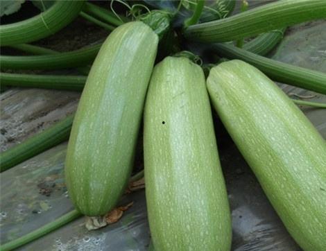 吃雷瓜有那些好处